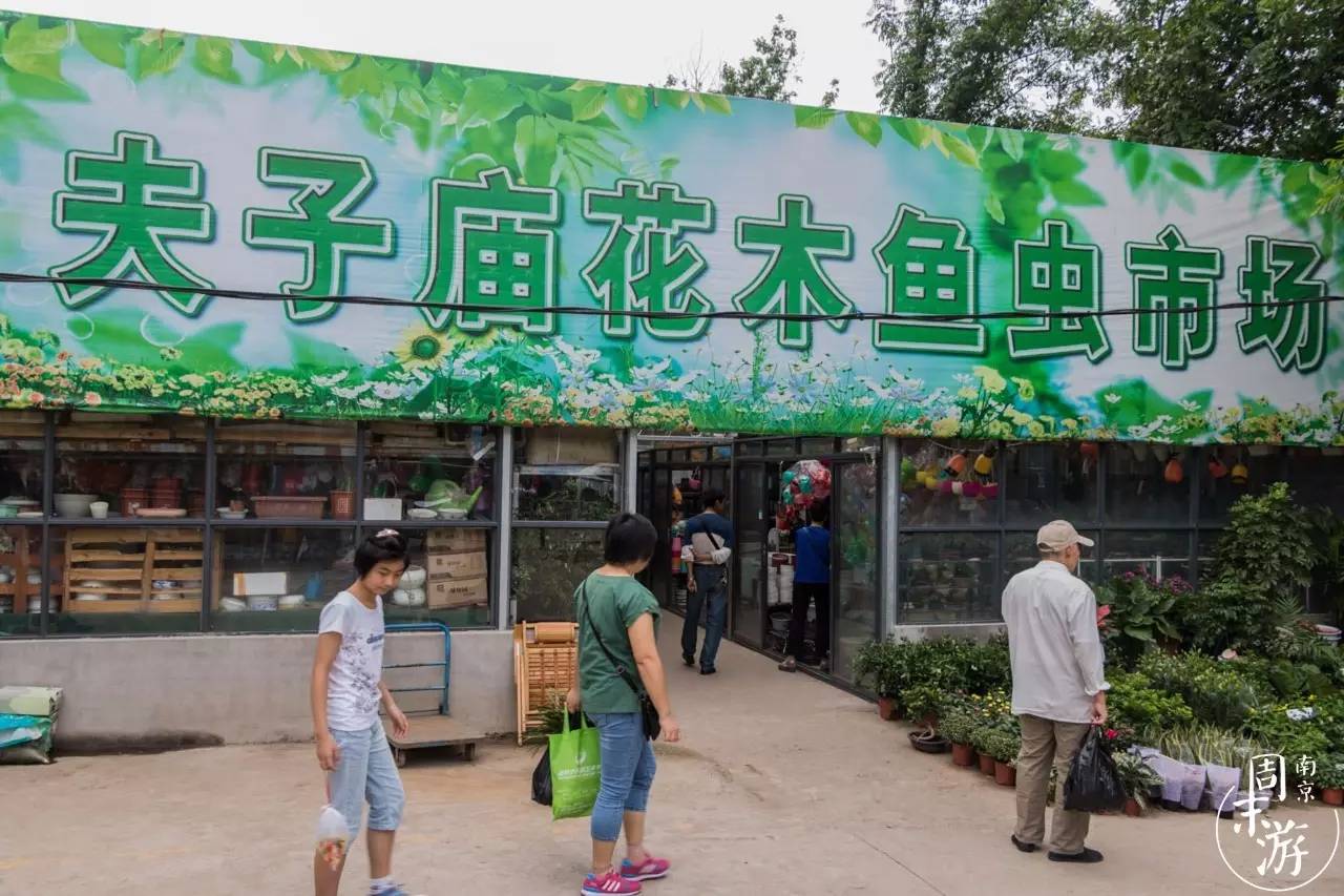 逛花鸟鱼虫市场的视频,南京花鸟鱼虫市场