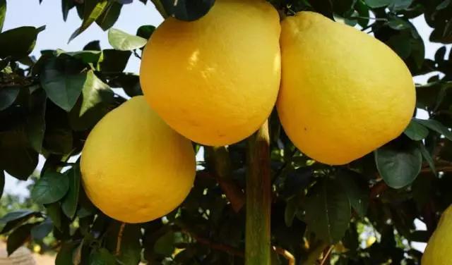 澶╀笅璞℃妫嬪瓙,澶╀笅璞℃妫嬭氨澶у叏