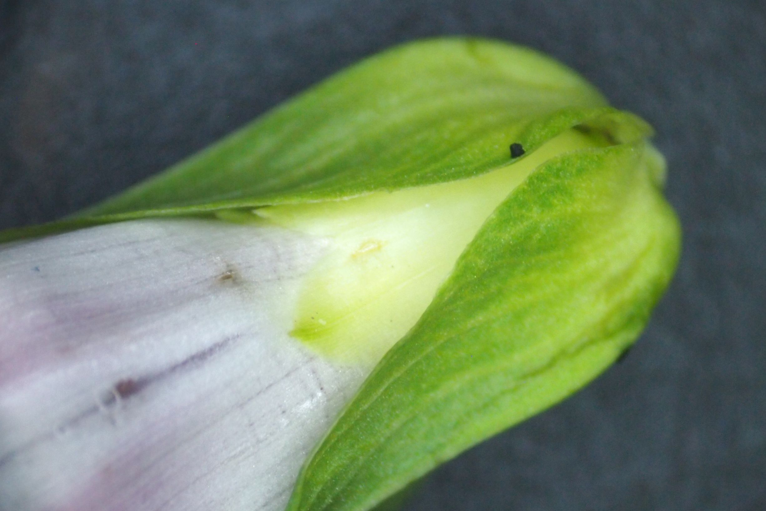 旋花：篱天剑斩妖除魔，大喇叭高奏凯歌