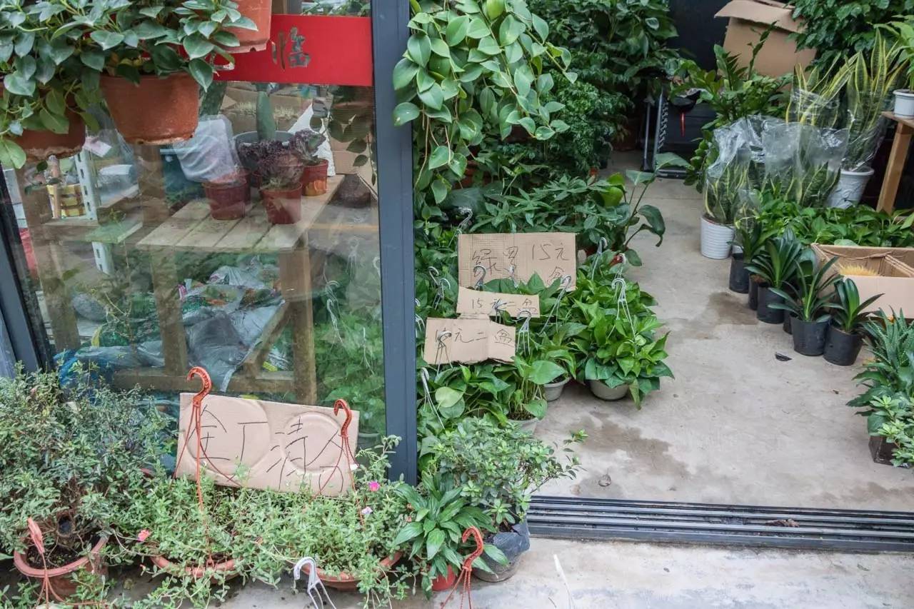 逛花鸟鱼虫市场的视频,南京花鸟鱼虫市场