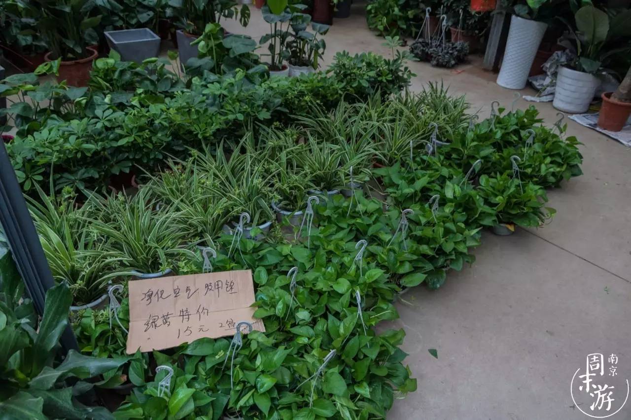 南京花鸟鱼虫市场,南京最大的花鸟虫市场