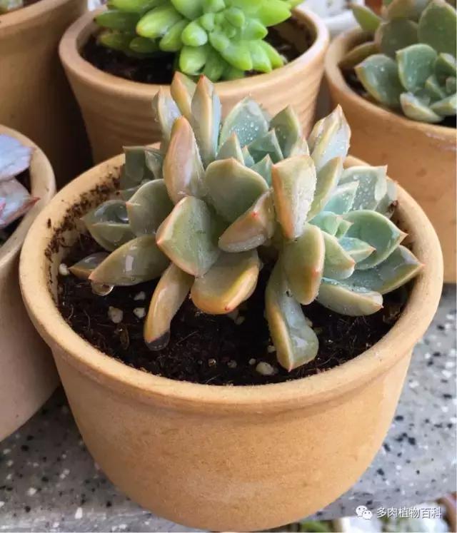 11岁小肉友的投稿：当多肉遇见盛夏的那场雨