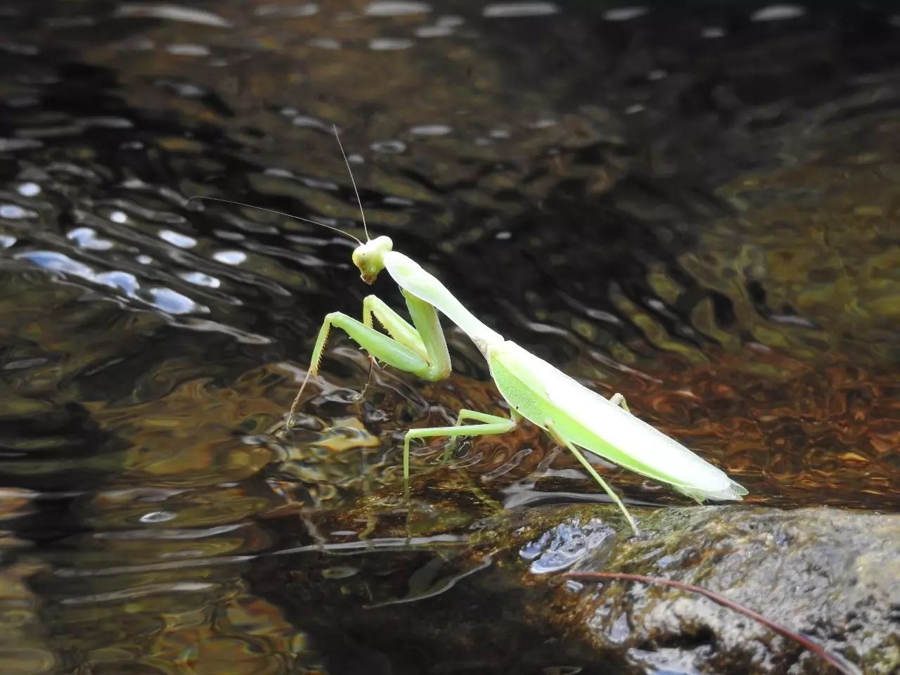 「雪球自然观察」螳螂跳水记