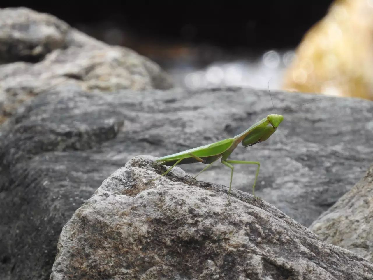 「雪球自然观察」螳螂跳水记