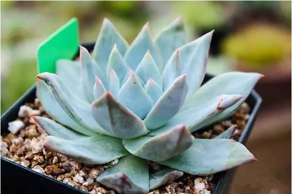 韩国多肉品种贵么,韩国多肉哪几种值得养