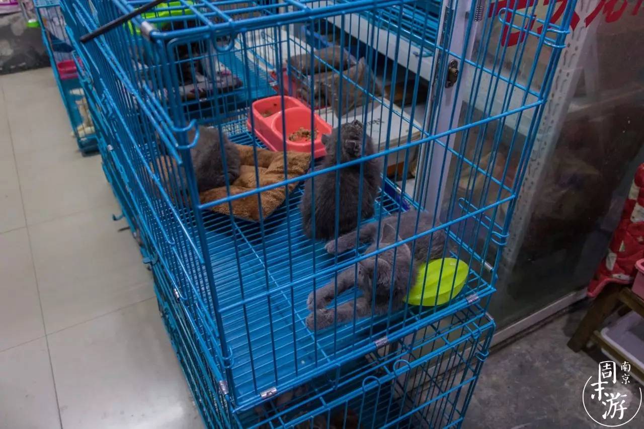逛遍整个南京城,南京的花鸟市场在什么地方