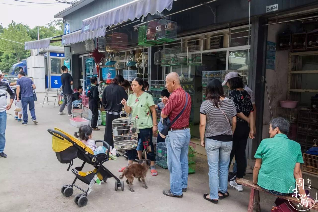 逛花鸟鱼虫市场的视频,南京花鸟鱼虫市场