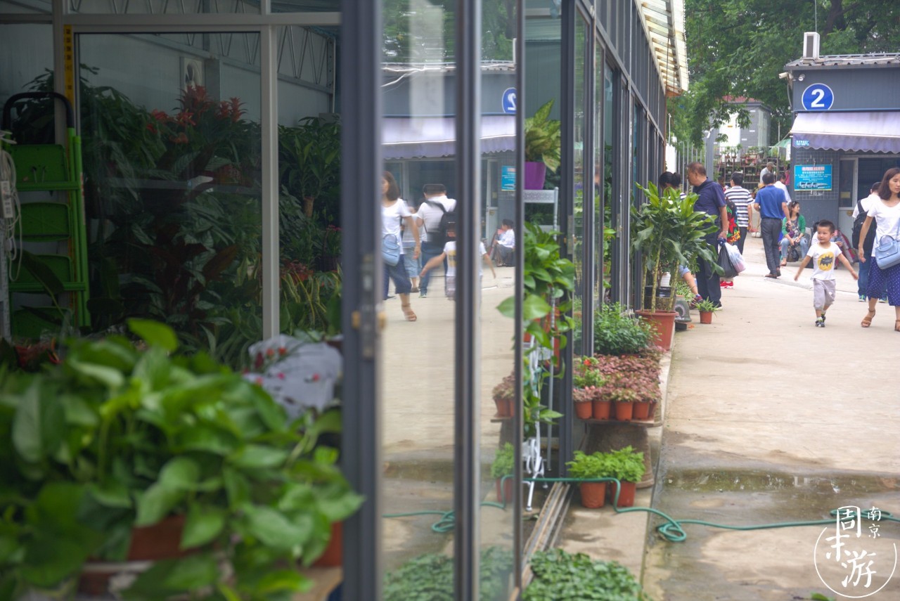 逛南京花卉市场视频,南京夫子庙花鸟鱼虫市场