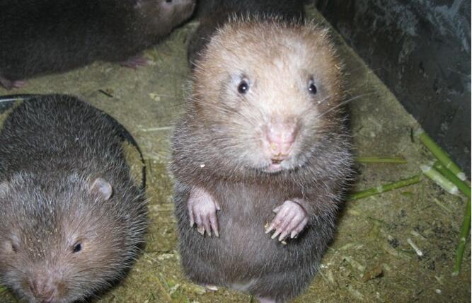 未来5年竹鼠发展前景,湖南竹鼠养殖前景如何