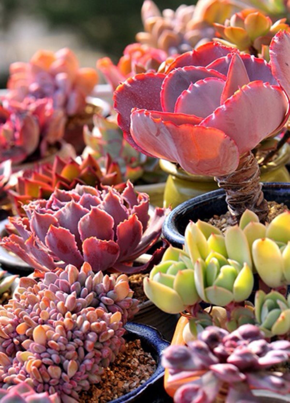 韩国多肉品种贵么,韩国多肉哪几种值得养