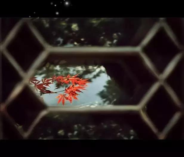 蒹葭苍苍白露为霜天冷莫忘添衣,蒹葭苍苍白露为霜何日归故乡