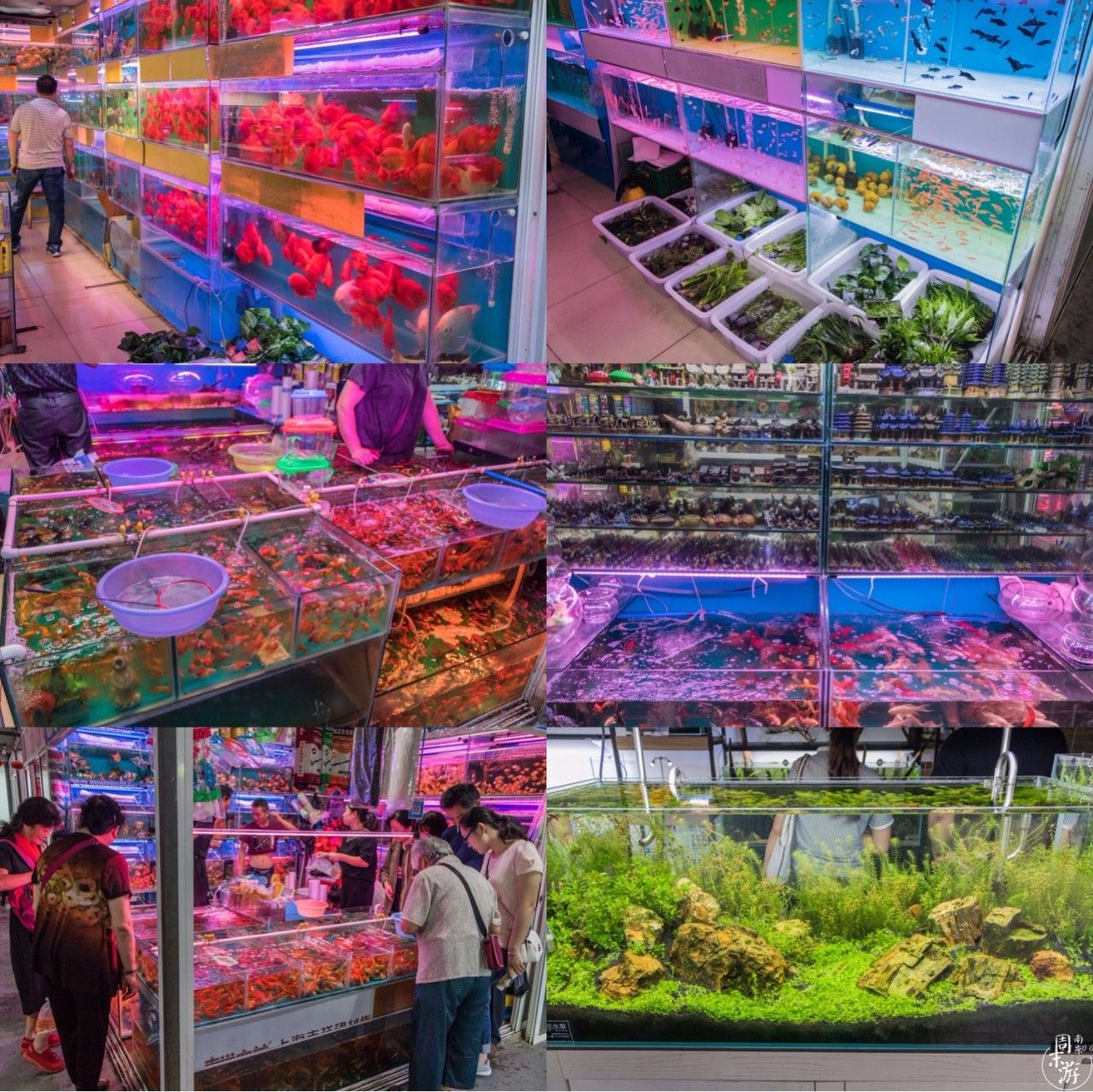 南京花鸟鱼虫市场,逛遍市场
