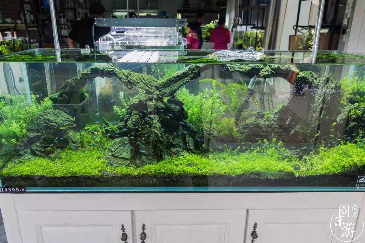 南京有几个花鸟鱼虫市场,南京湿地公园花鸟鱼虫市场在哪里