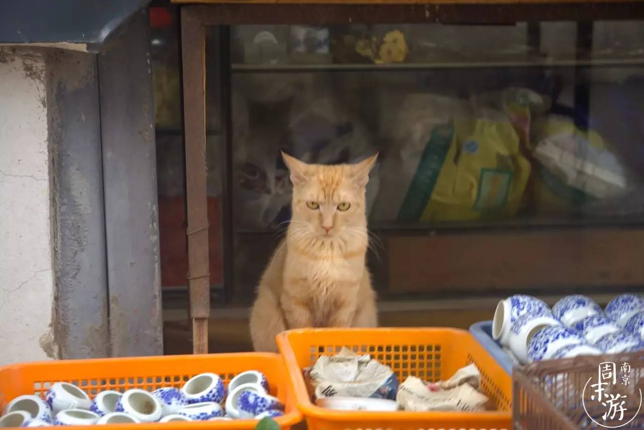 南京花鸟鱼虫市场,南京最大的花鸟虫市场