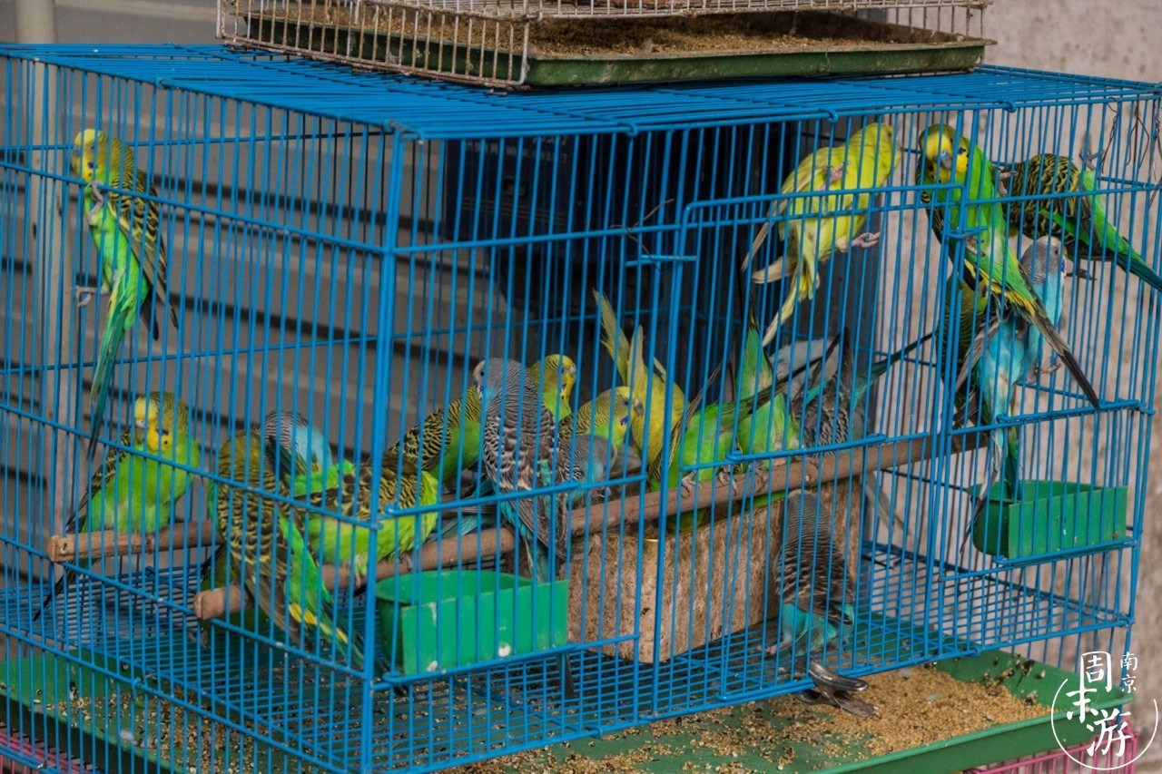 南京花鸟鱼虫市场,南京最大的花鸟虫市场
