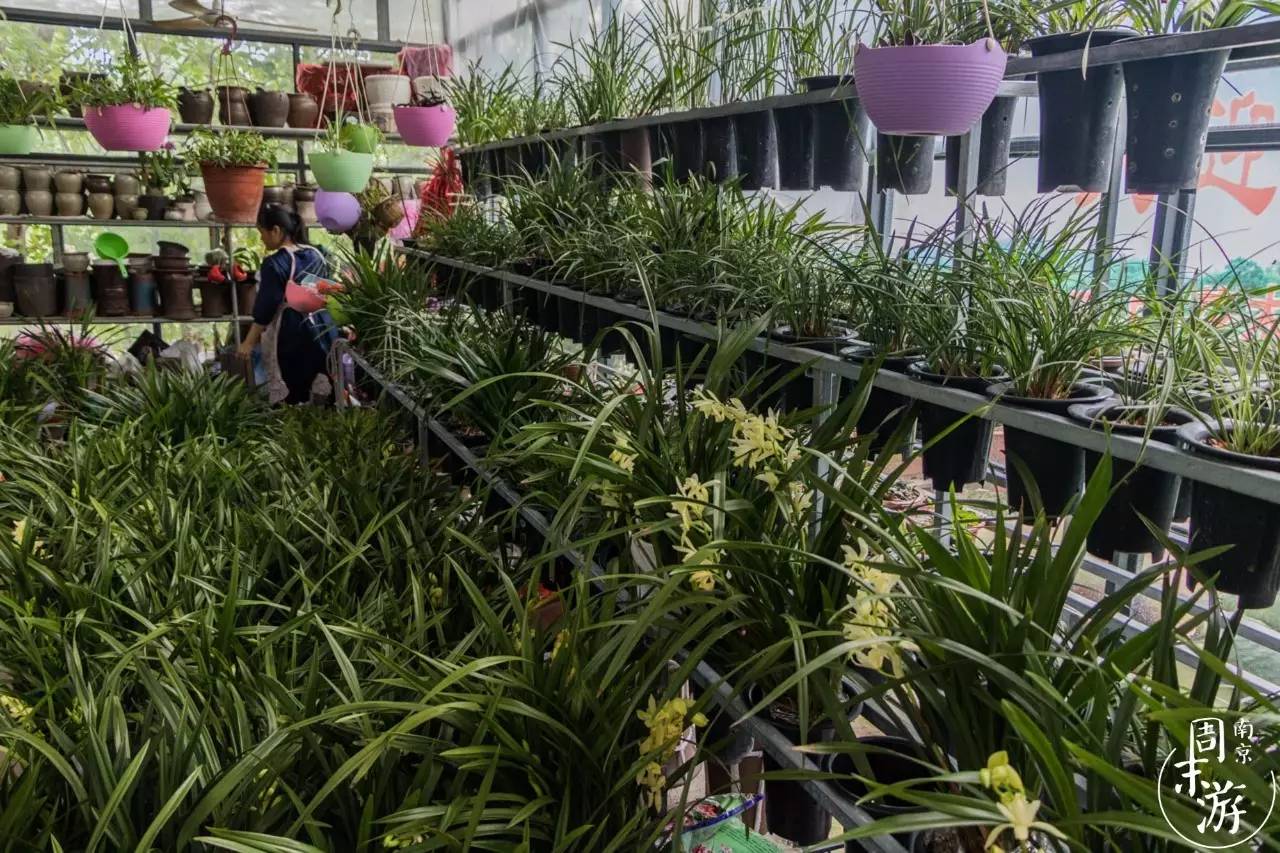 南京的花鸟市场在什么地方,南京夫子庙花鸟鱼虫市场