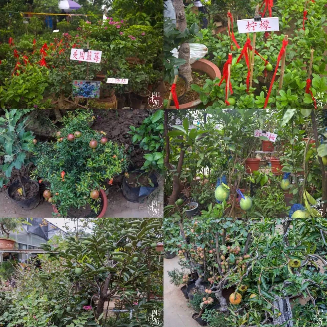 逛南京花卉市场视频,南京夫子庙花鸟鱼虫市场