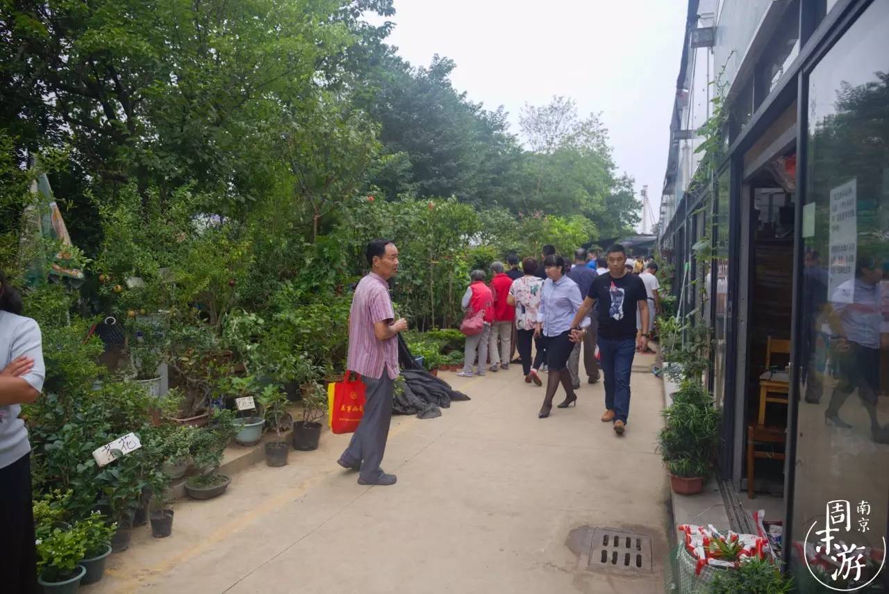 南京花鸟鱼虫市场,南京最大的花鸟虫市场