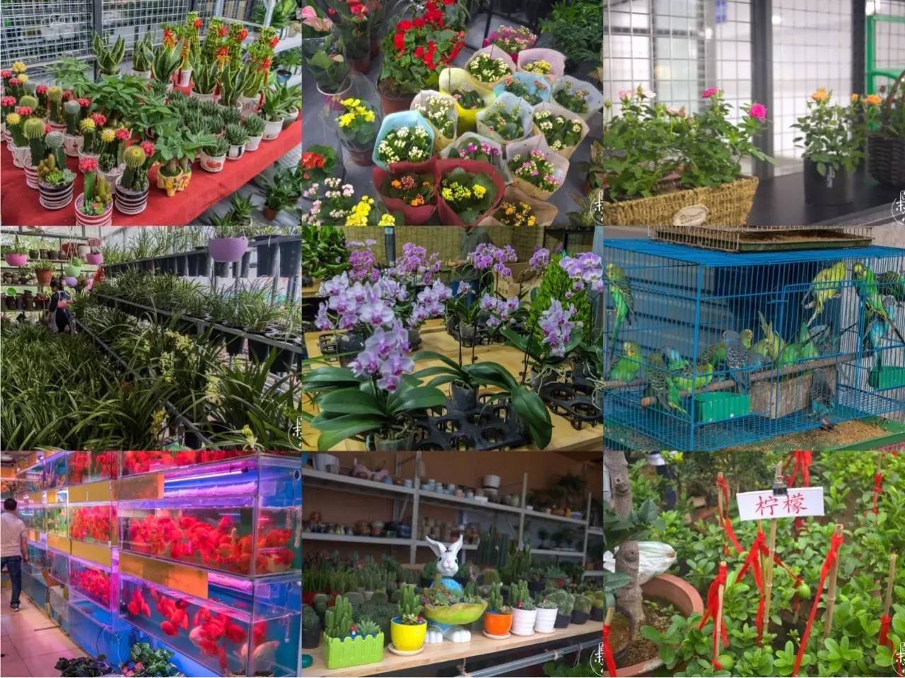 逛南京花卉市场视频,南京夫子庙花鸟鱼虫市场