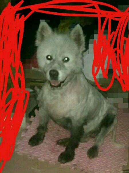 迷路的萨摩耶不小心掉进臭水沟,萨摩耶掉泥坑里变成金毛