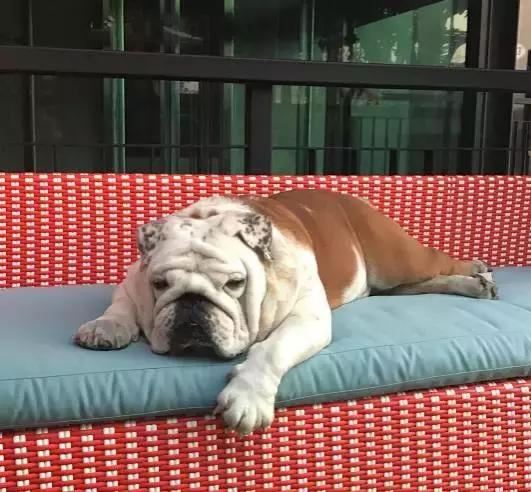 致狗狗的最后一封信,致养狗人士的一封公开信