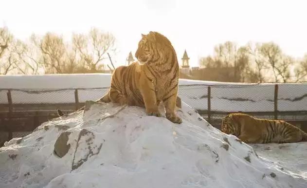 初冬掠影,哈尔滨的冬日魅力
