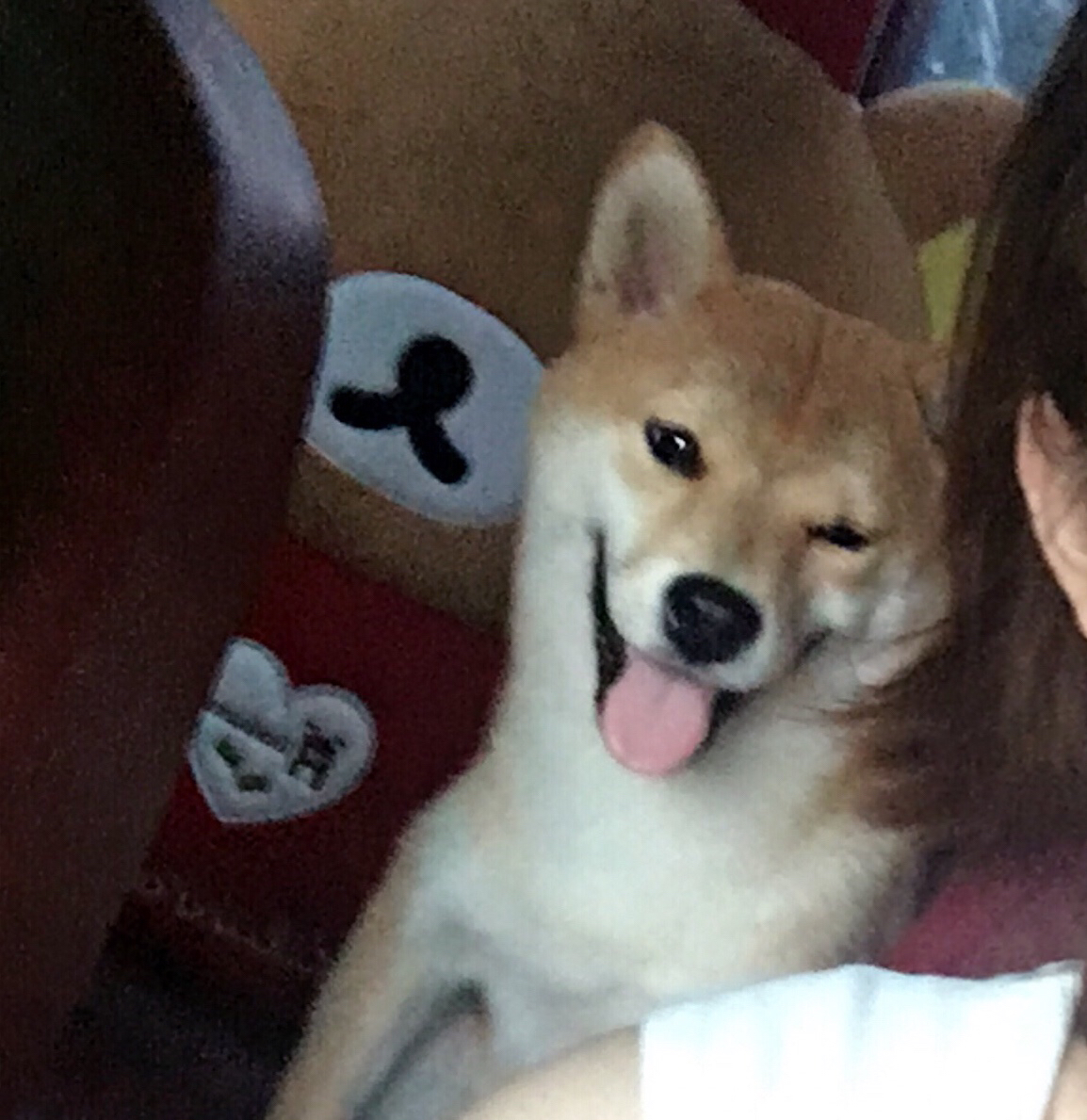 养宠物家庭必备神器,适合养宠物的家居用品