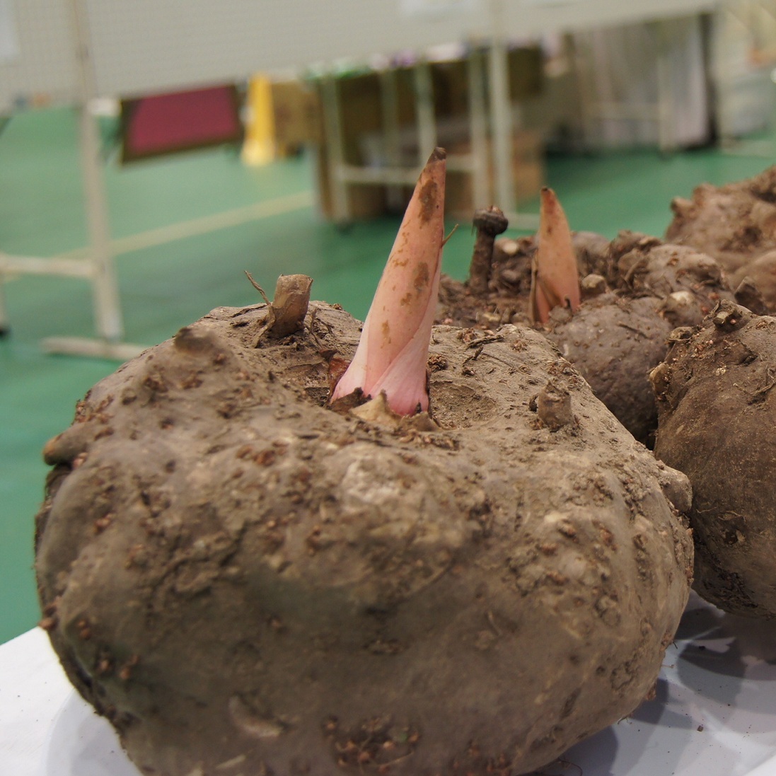 魔芋合理食用,魔芋在食用时需要注意什么