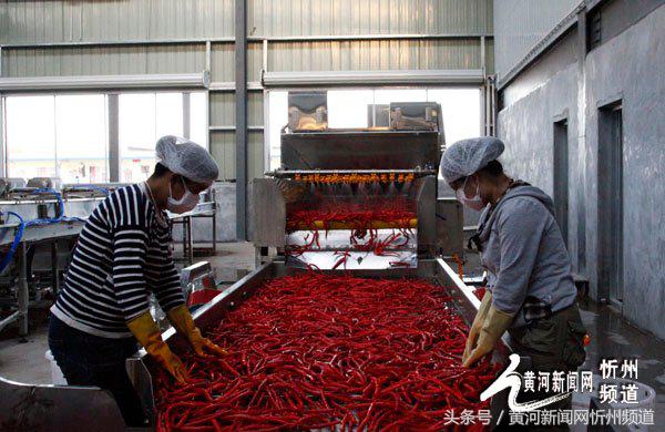 2021忻州辣椒基地,忻州辣椒产业园在哪