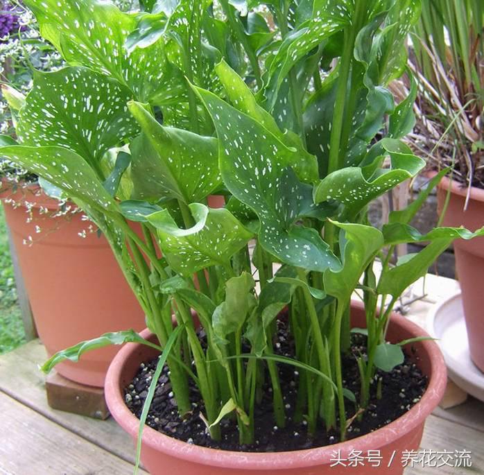 彩色马蹄莲适合在室内养吗,马蹄莲适合在室内养吗