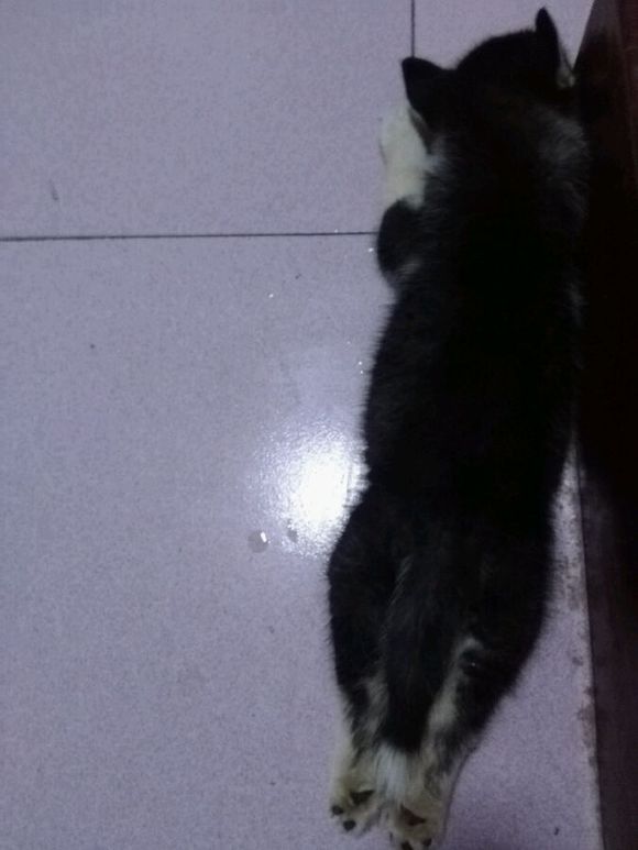 哈士奇幼犬得细小还救吗,哈士奇幼犬得细小是什么样的