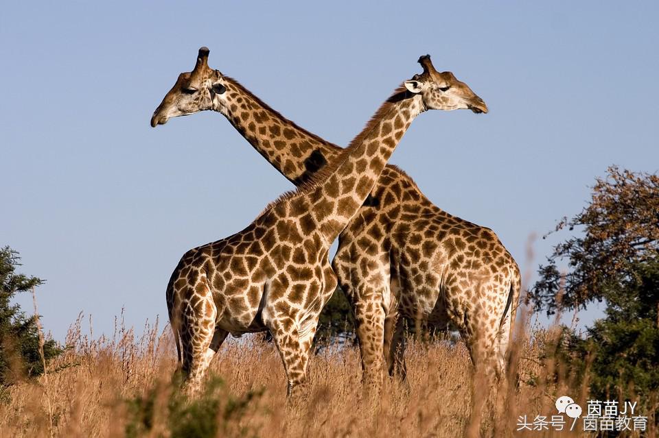 有趣的动物二年级口语交际猫,二年级作文有趣的动物200字左右