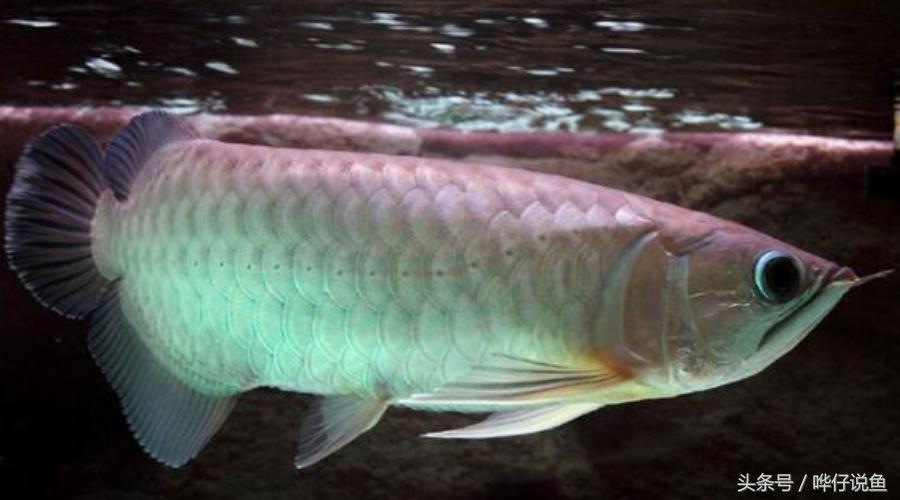 我玩的是屌丝级龙鱼,省下钱买房子