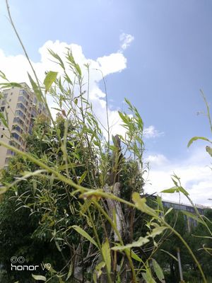 荣耀v9华为手机,华为手机荣耀v9怎么样