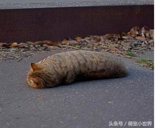 喵星人有什么特征吗图片,喵星人到底有多软看看你就知道啦