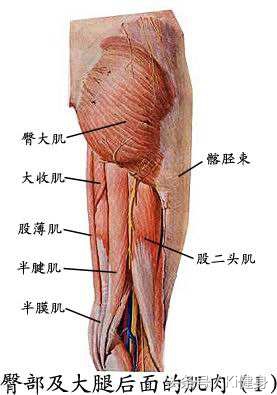 腹直肌分离要锻炼腹外斜肌吗,腹直肌运动解剖功能图