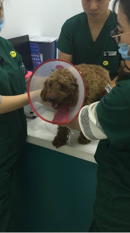 捡了一只流浪狗又脏又臭,捡了一只流浪狗泰迪