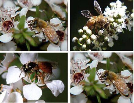 新西兰蜂蜜麦卢卡骗局,新西兰麦卢卡蜂蜜杀灭幽门螺杆菌