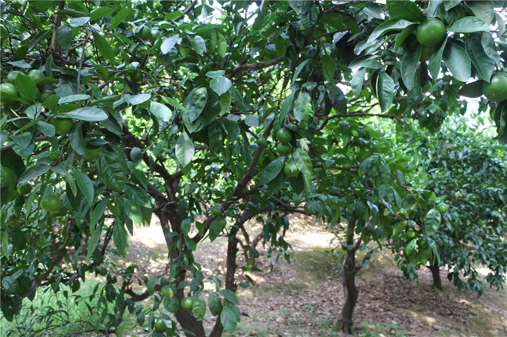 品农家菜肴田园生活,嘉兴南北湖农家乐推荐