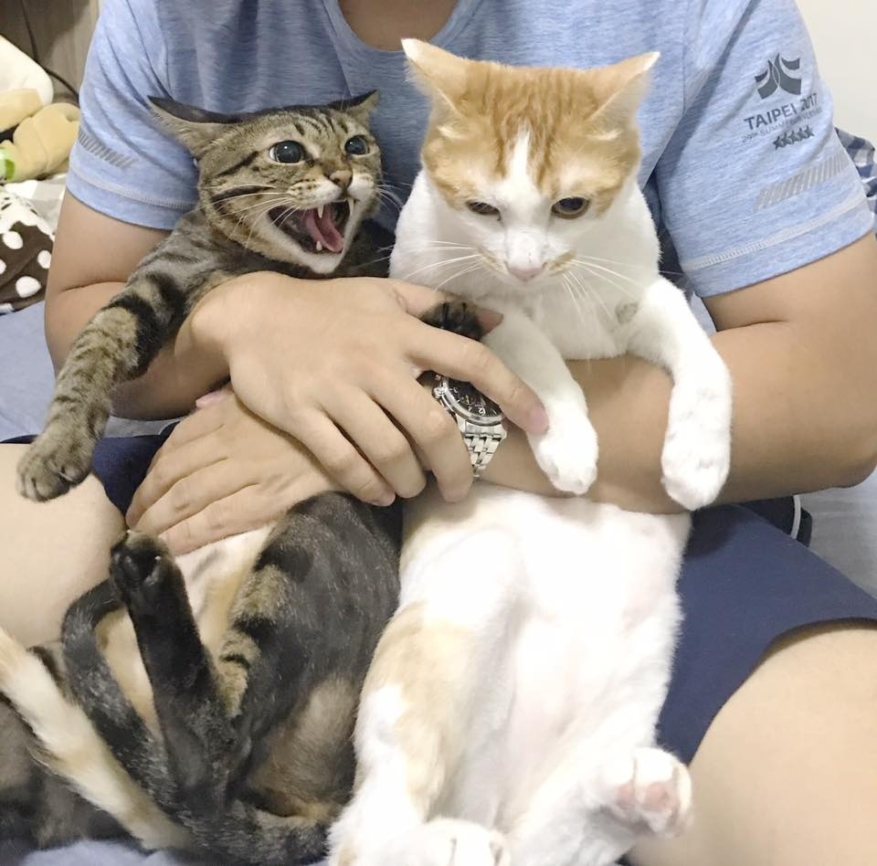 猫笑的样子和正常样子,猫笑起来瘆人