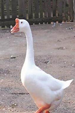 双塘雪藕不足十亩太湖百合仅剩十颗记忆中的湖州“土”产去哪了？