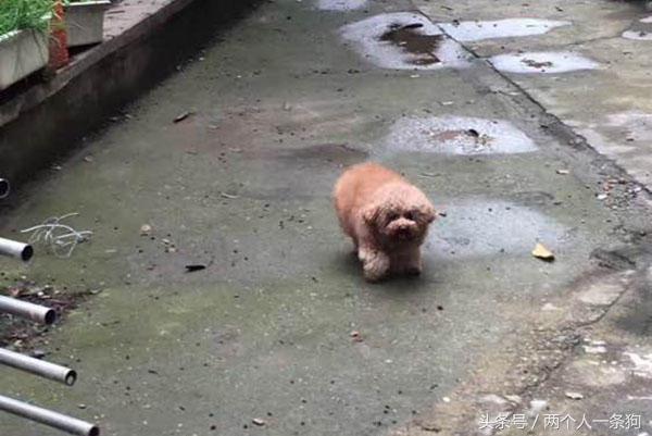 邻居看到女子养泰迪经常买宠物用品送她，女子连收三个月后报警