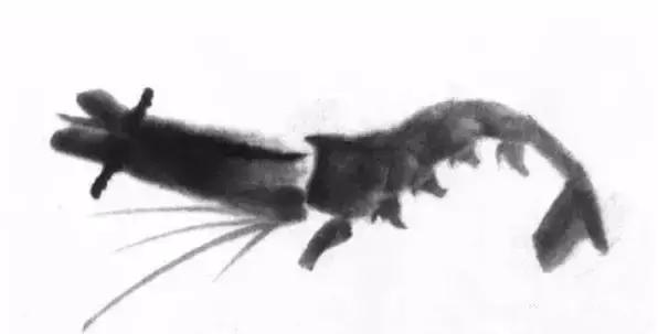 怎么临摹齐白石画的虾教程,齐白石虾的画法教程