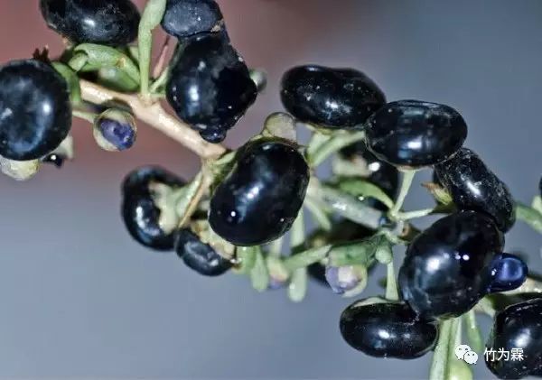 黑枸杞原浆功效与作用,野生黑枸杞子的作用与功效