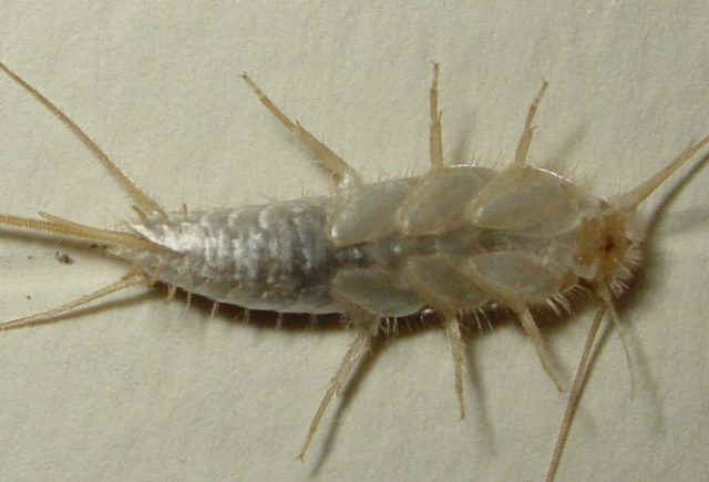 常见的大虫子科普,盘点那些你没见过的虫子