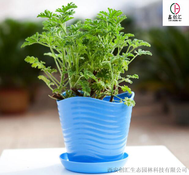 驱蚊草治蚊子最好的方法,驱蚊草的管理