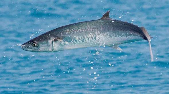 哺乳期吃豆类食物对宝宝有影响吗,这几种食物哺乳期妈妈一定不能吃