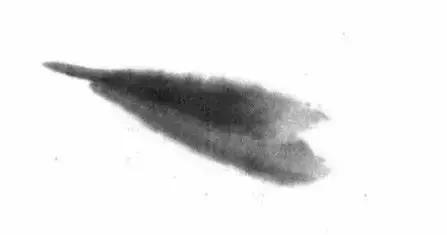 怎么临摹齐白石画的虾教程,齐白石虾的画法教程