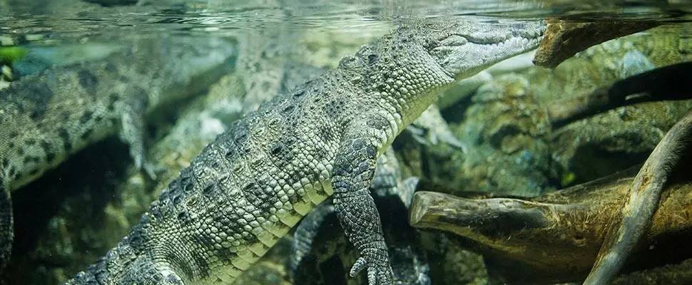 尊享芽庄珍珠岛8日游,999元芽庄自由行