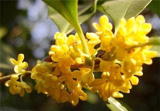 桂花养殖方法和注意什么,桂花风水大忌大全及讲解